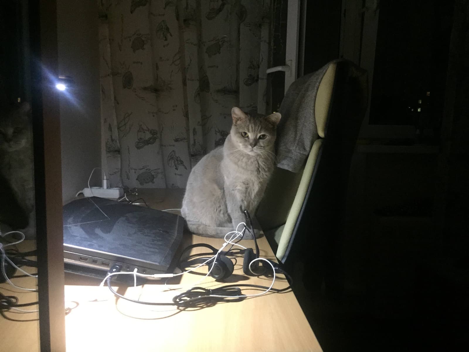 Cat