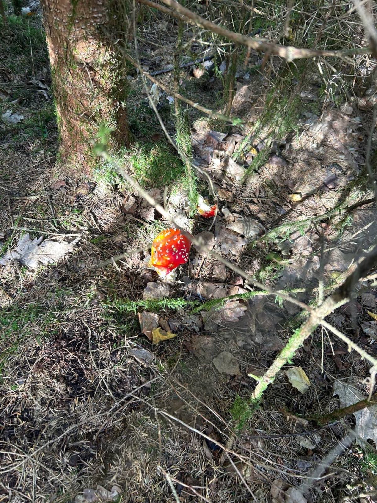 Mushroom season in Chemnitz