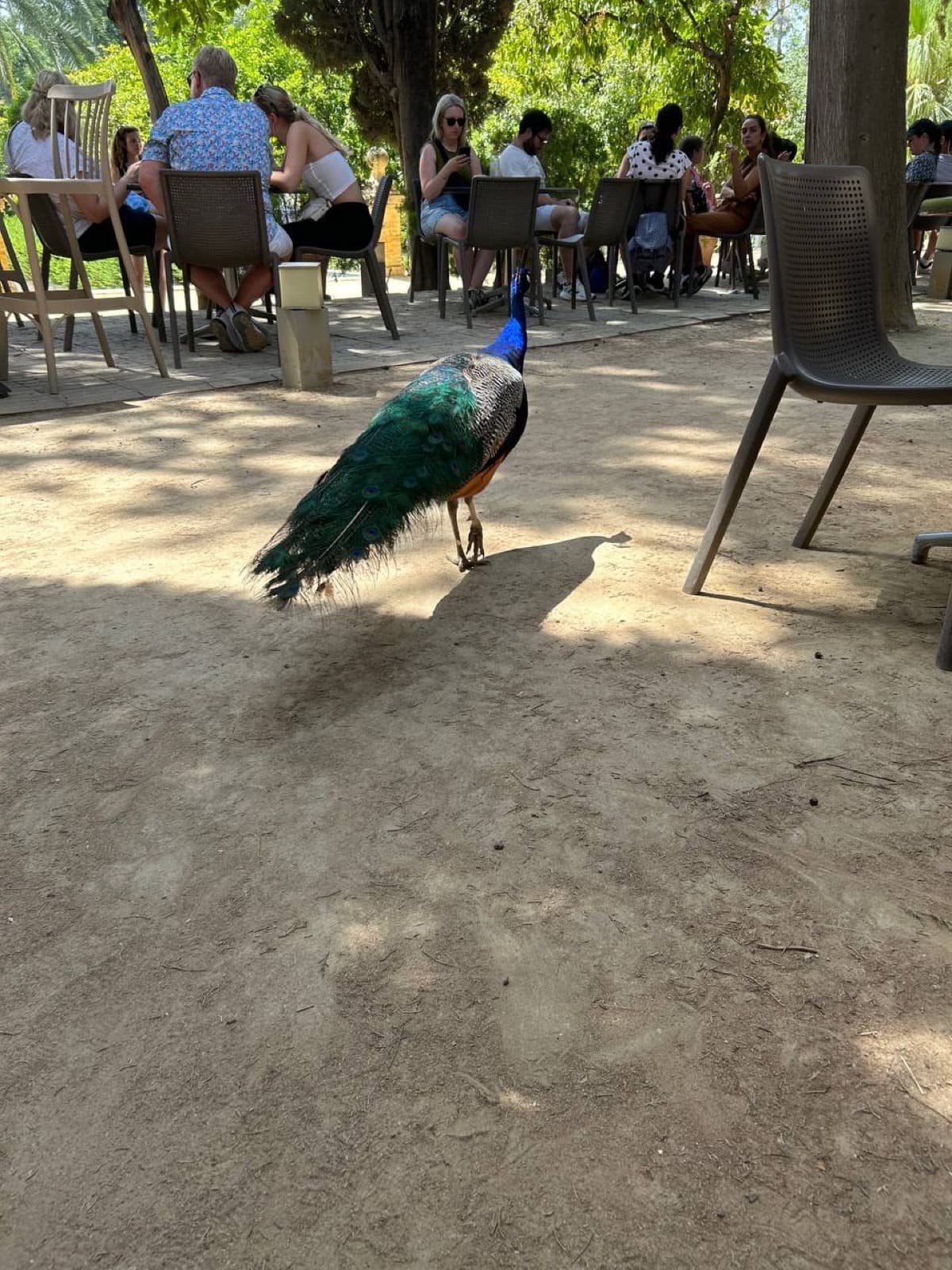 A peacock in the middle of the street in Spain