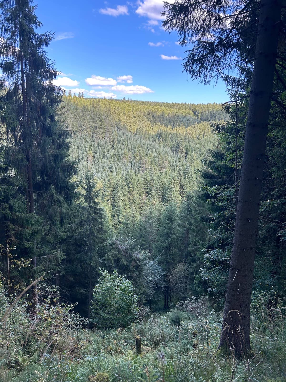 Hiking in the Saxon forest