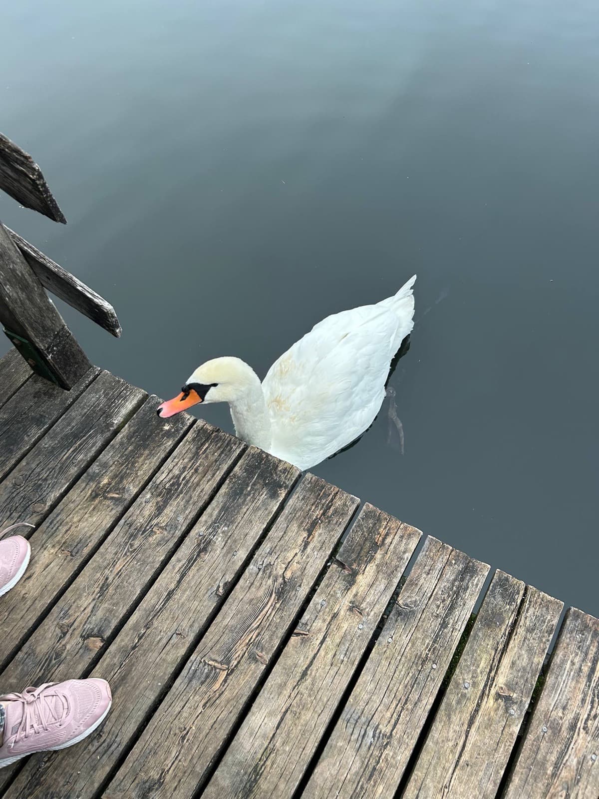 Goose by the lake
