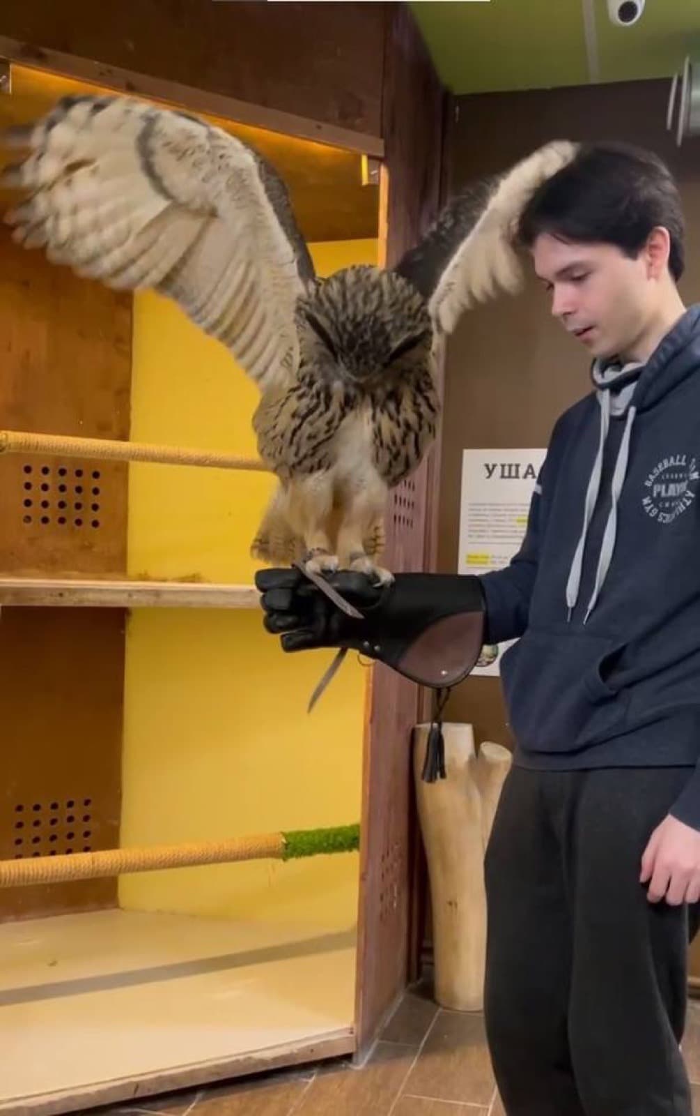 Owl house