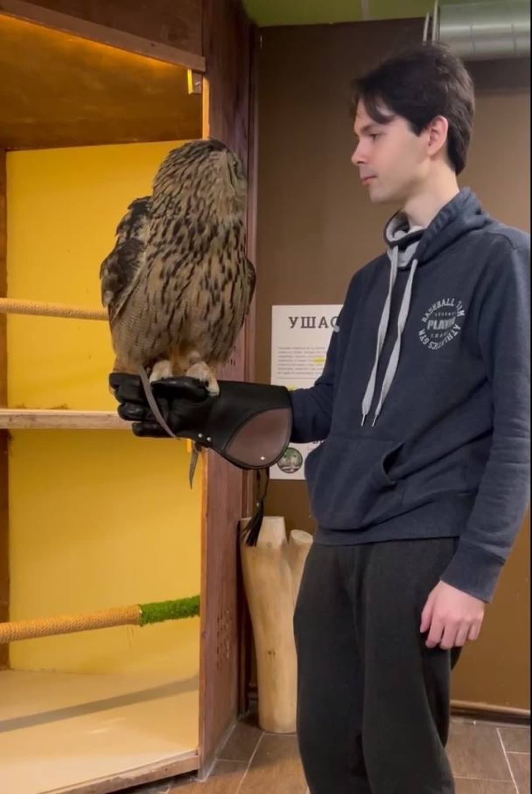 Owl house